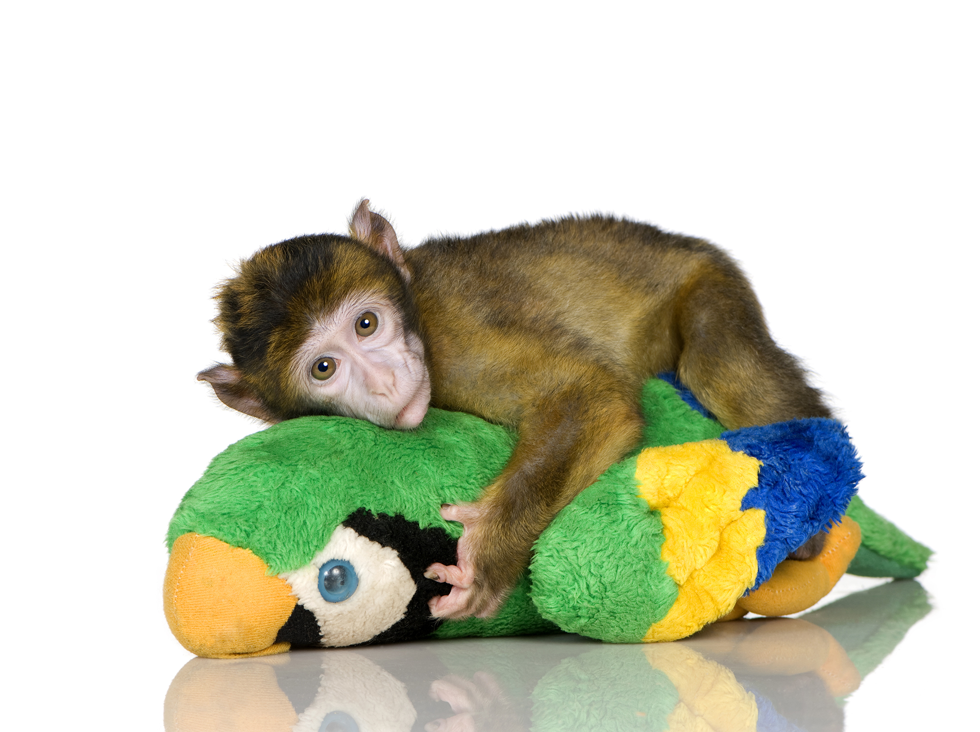 Do Animals Masturbate? A Look at Self-Pleasure in the Animal ...